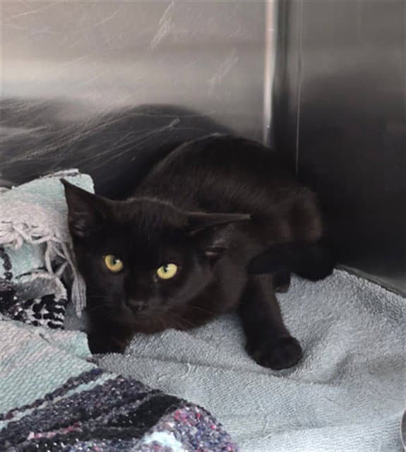 Mavis - Domestic Medium Hair