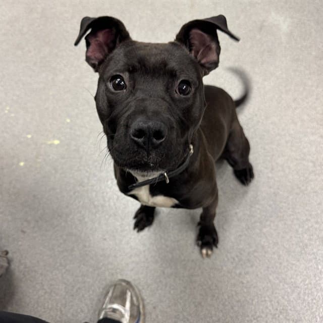 Unknown - Pit Bull Terrier