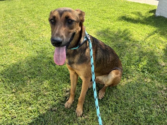 Echo - Belgian Shepherd Malinois