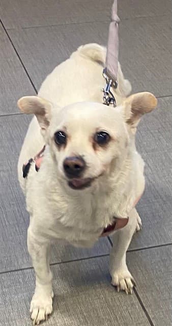 Penny - Chihuahua