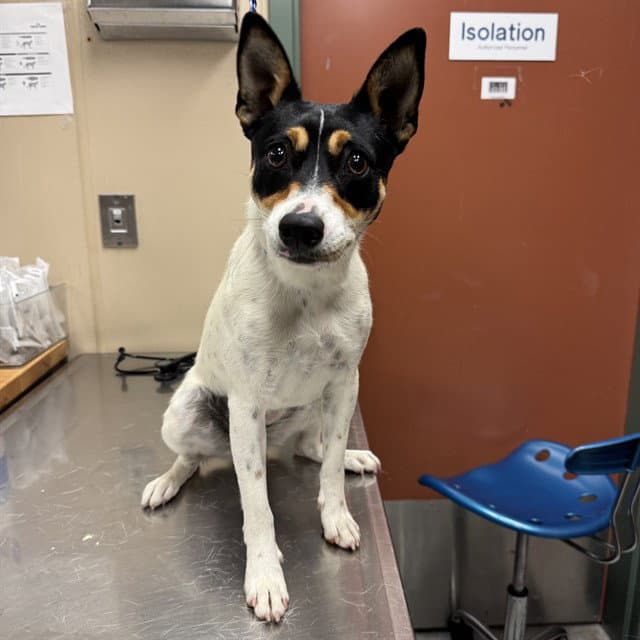 Unknown - Rat Terrier