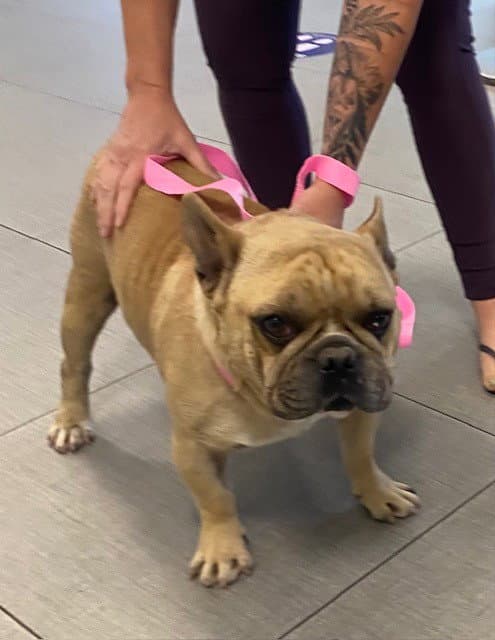Unknown - French Bulldog