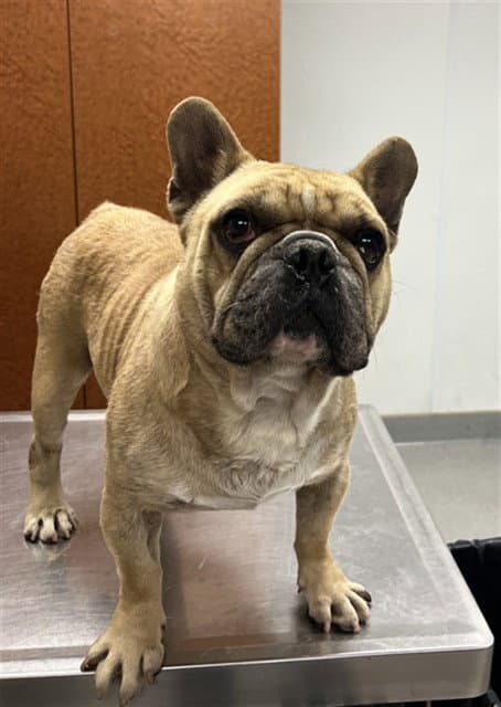 Unknown - French Bulldog