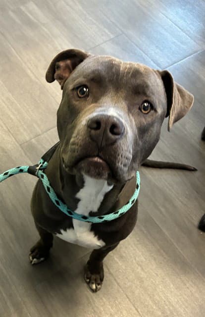 Unknown - Pit Bull Terrier