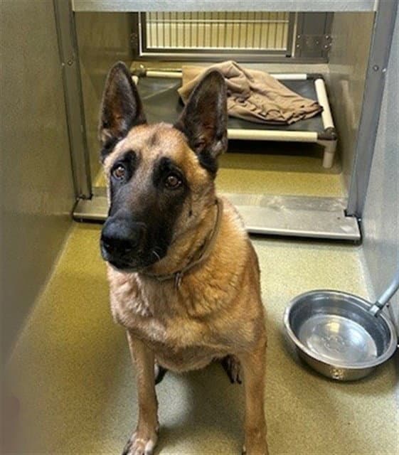 Unknown - Belgian Shepherd Malinois