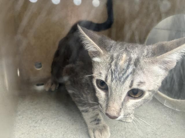 Vineyard - Domestic Short Hair