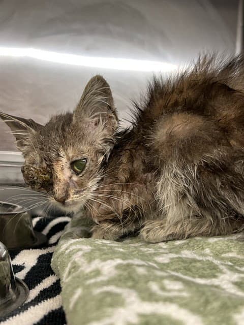 Unknown - Domestic Short Hair