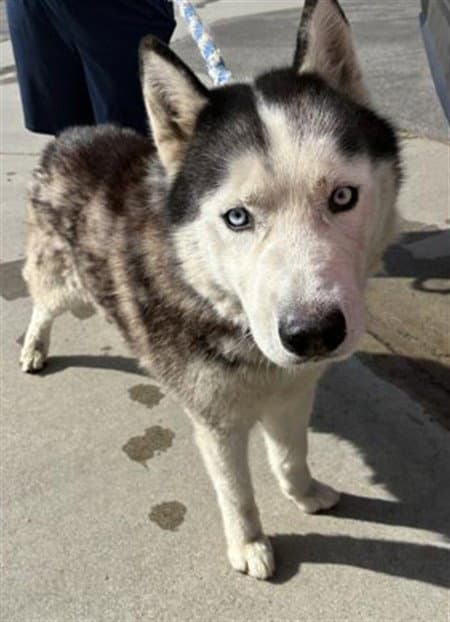 Unknown - Siberian Husky