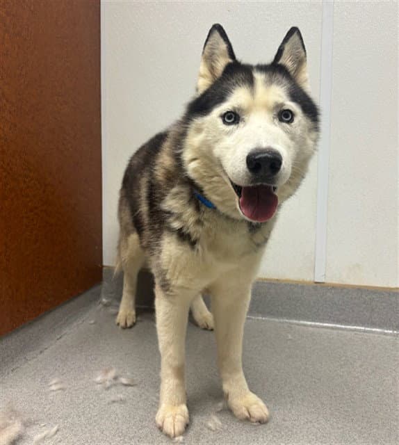 Unknown - Siberian Husky