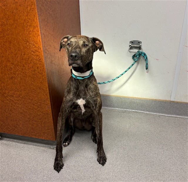 Unknown - Pit Bull Terrier
