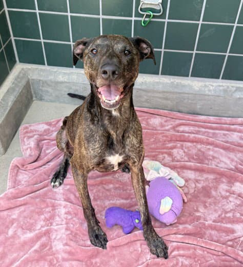 Unknown - Pit Bull Terrier