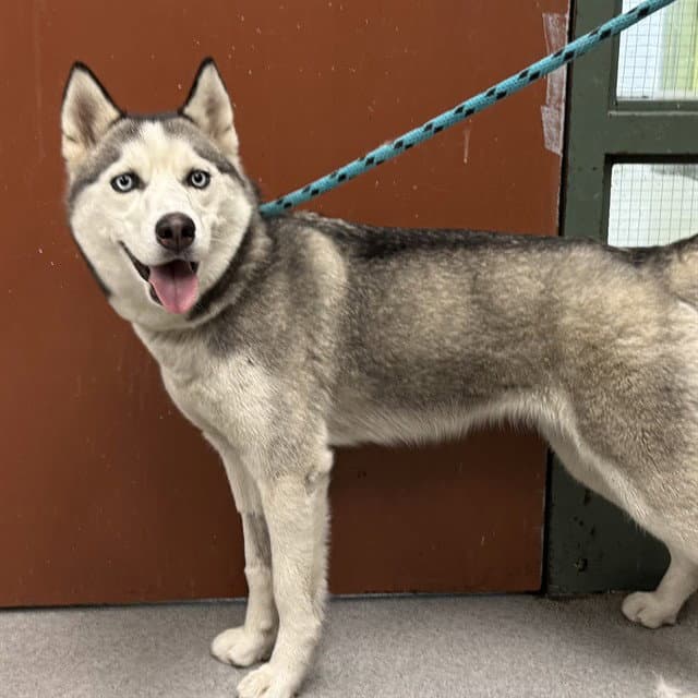 Felonie - Siberian Husky