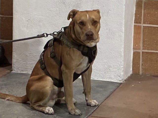 Dozer - Pit Bull Terrier