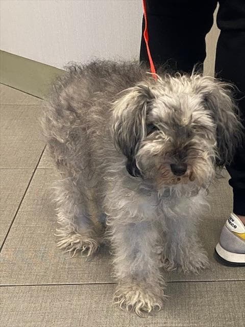 Alice - Miniature Schnauzer
