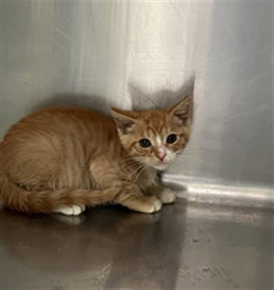 Goobert - Domestic Short Hair