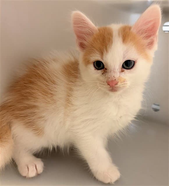 Konocti  Ow - Domestic Short Hair