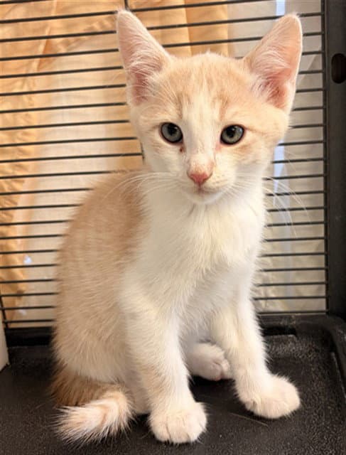 Konocti  Owh-Legs - Domestic Short Hair