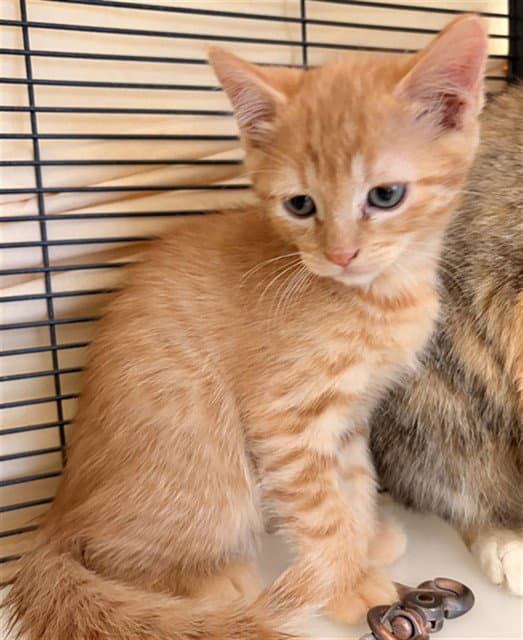 Konocti  Full O - Domestic Short Hair