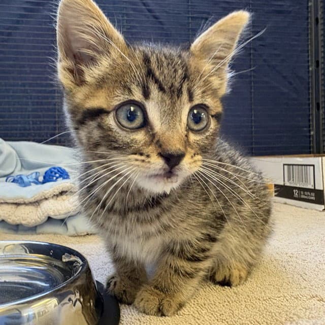 Unknown - Domestic Short Hair
