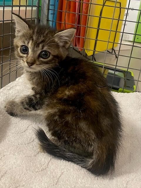 Unknown - Domestic Medium Hair