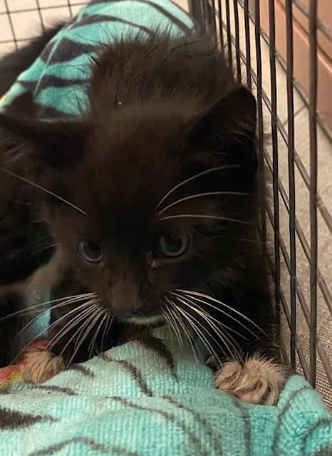 Unknown - Domestic Short Hair