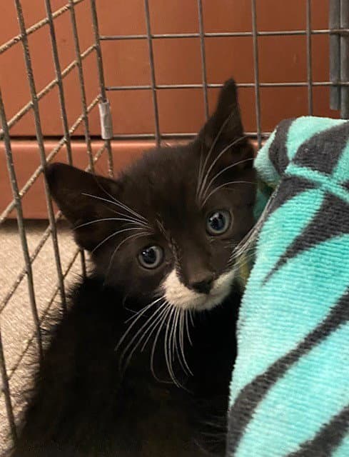 Unknown - Domestic Short Hair