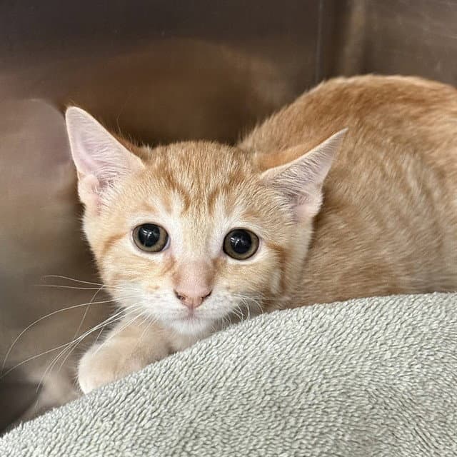 Ginny - Domestic Short Hair
