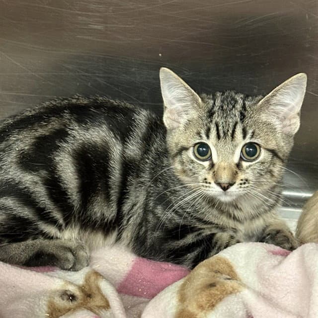 Fred - Domestic Short Hair
