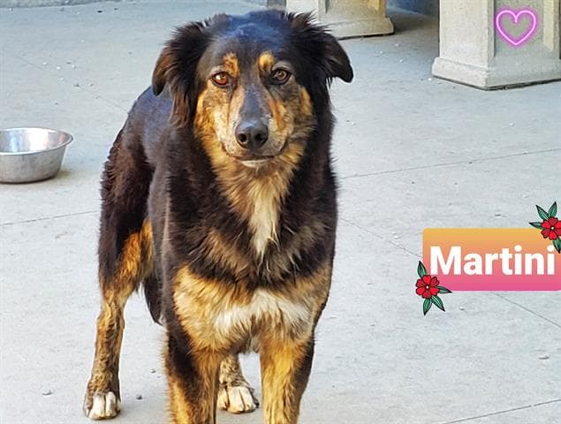 Martini - Australian Shepherd