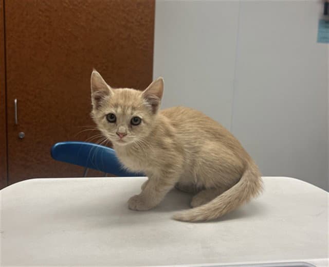 R Front - Domestic Short Hair