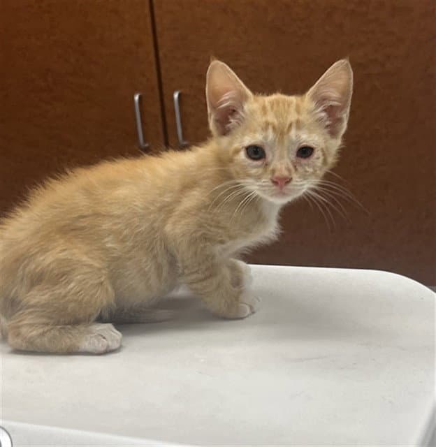 R Hind - Domestic Short Hair