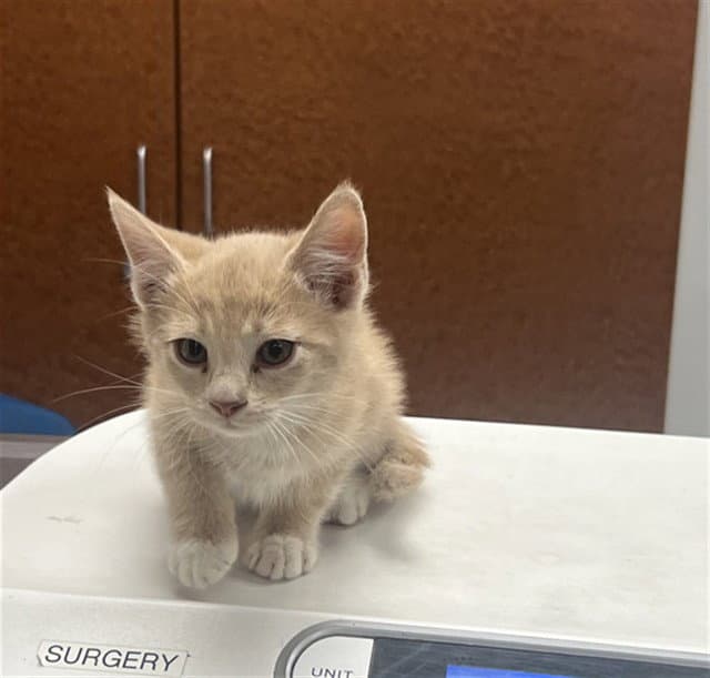 L Front - Domestic Short Hair