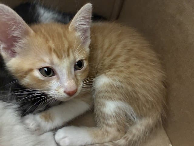 Unknown - Domestic Short Hair