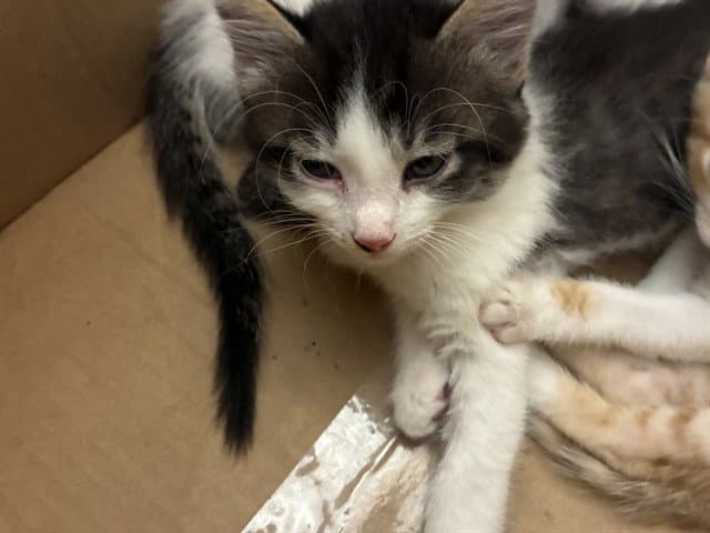 Unknown - Domestic Medium Hair