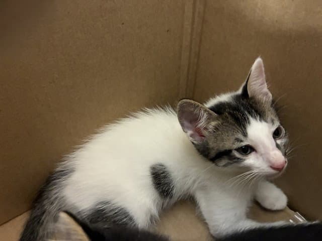 Unknown - Domestic Short Hair