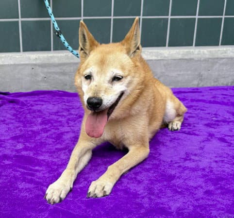 Bella - Shiba Inu