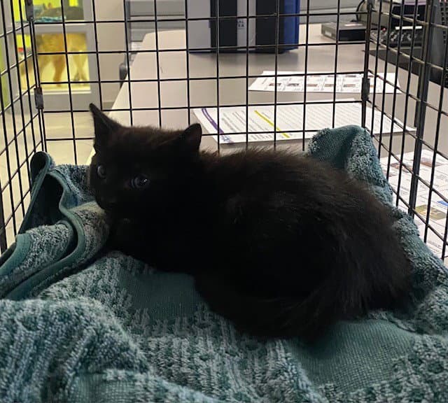 Unknown - Domestic Short Hair