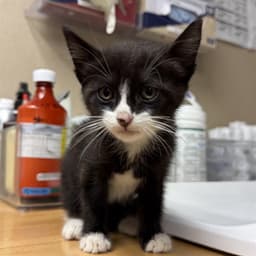 Milo image 1