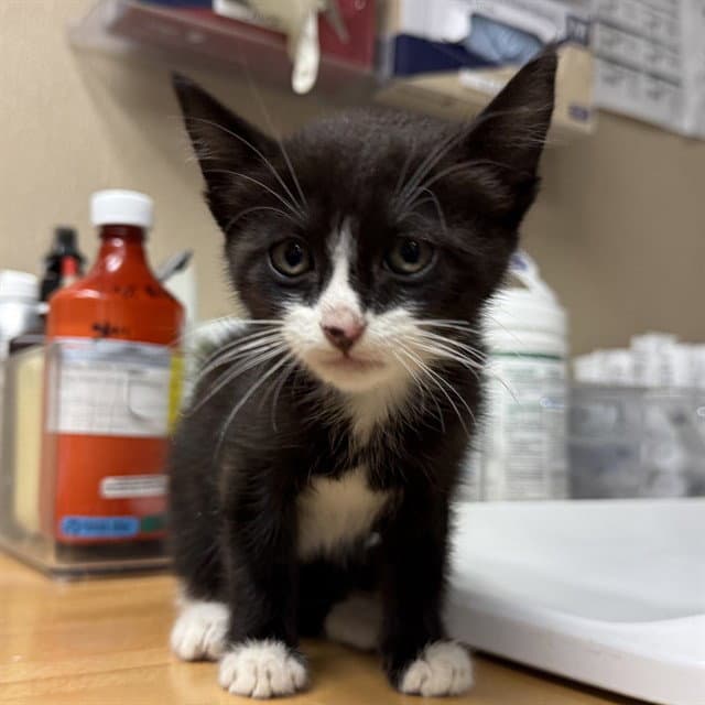 Milo - Domestic Short Hair