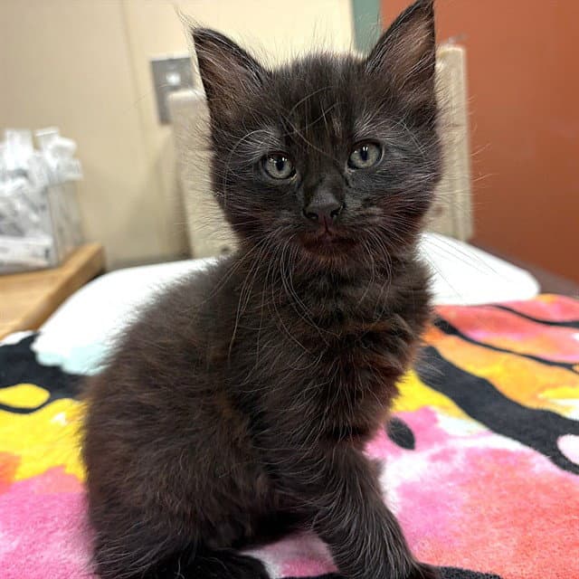 Xavier - Domestic Long Hair