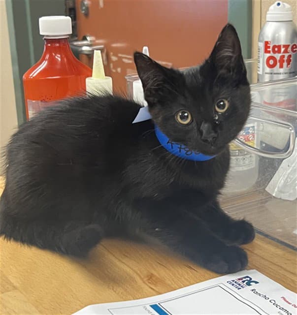 Unknown - Domestic Short Hair