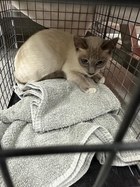 Unknown - Siamese