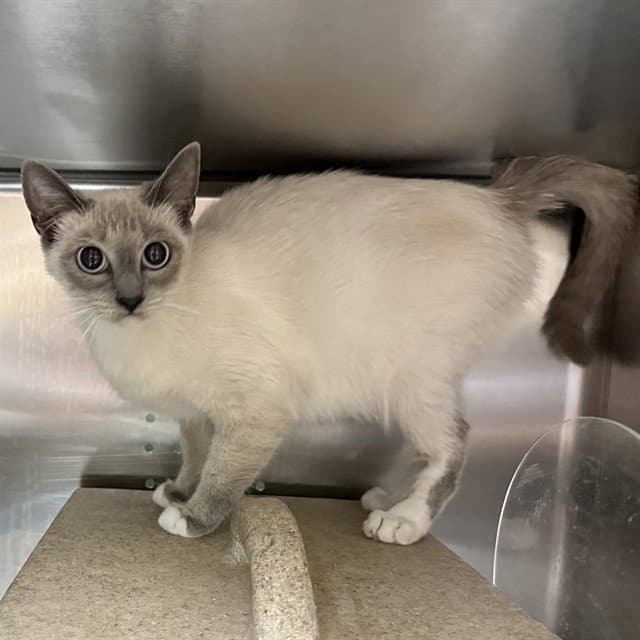 Unknown - Siamese