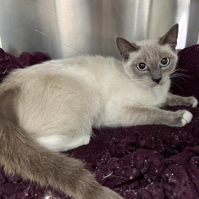 Unknown - Siamese