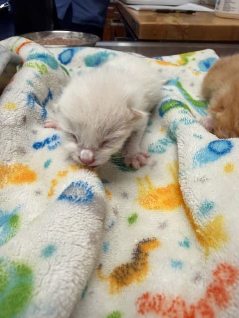 Coconut - Domestic Short Hair