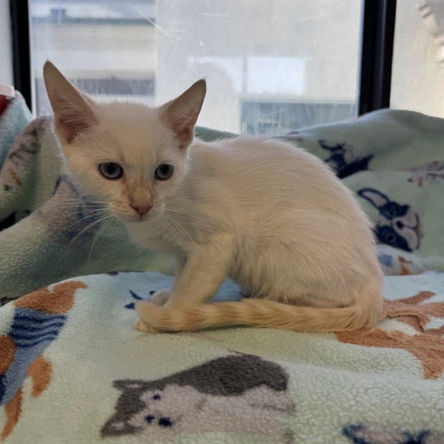 Coconut - Domestic Short Hair