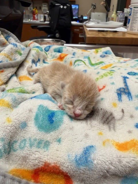 Cinnamon - Domestic Short Hair
