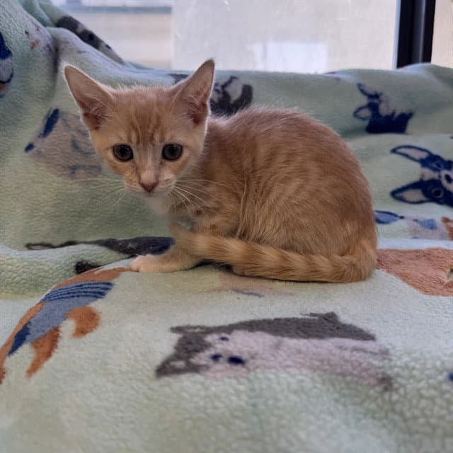Cinnamon - Domestic Short Hair