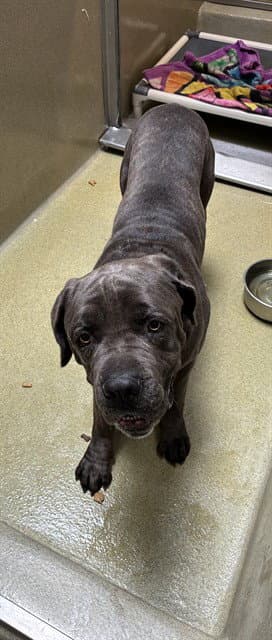 Blue - Cane Corso Mastiff