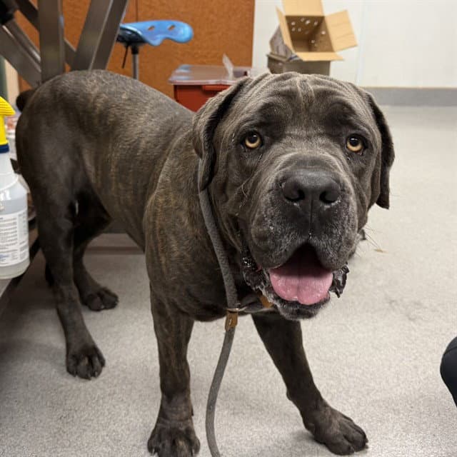 Blue - Cane Corso Mastiff